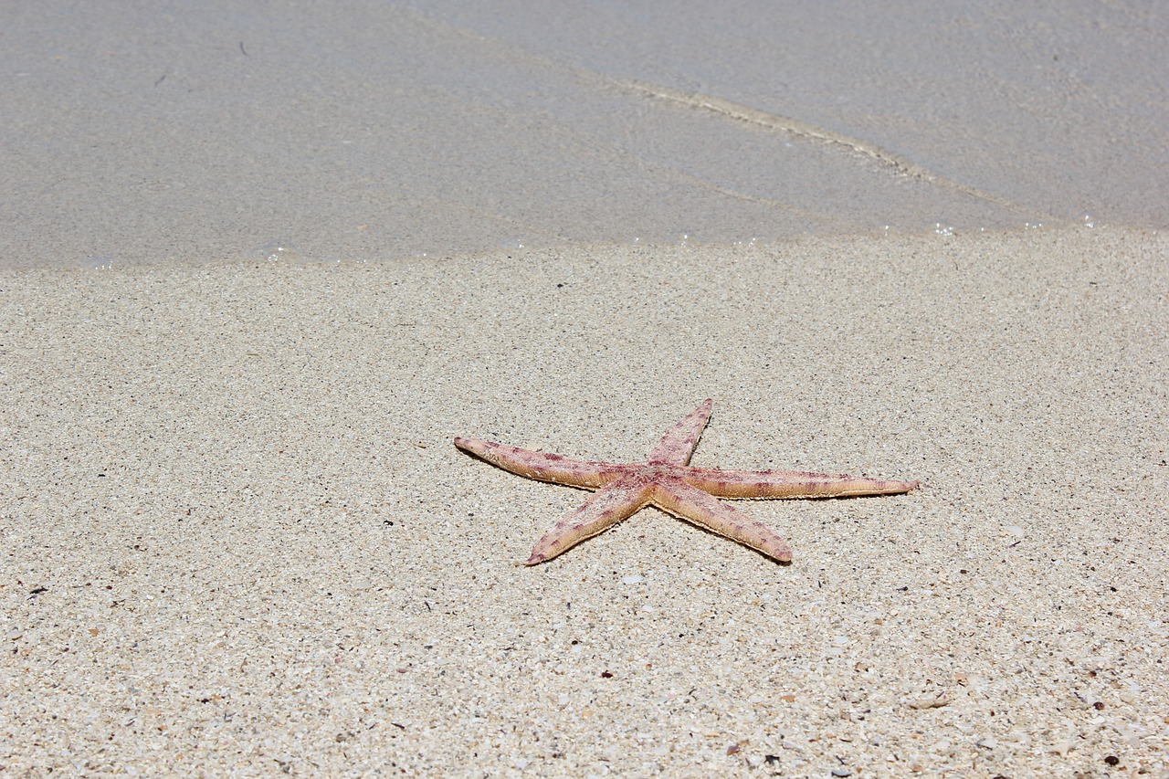 sea star lagoon beach free photo