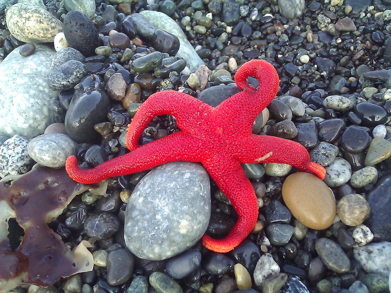 sea star red rocks free photo