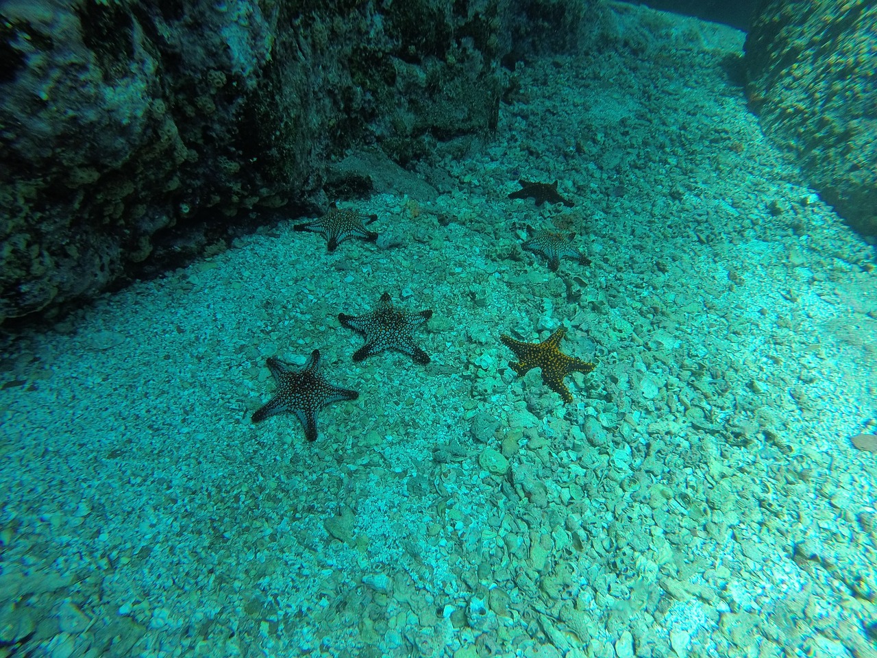 sea star sea ​​bottom diving free photo