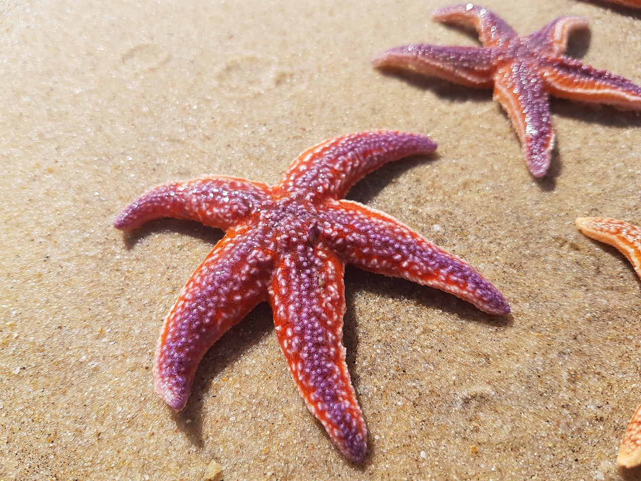 sea star star sea free photo