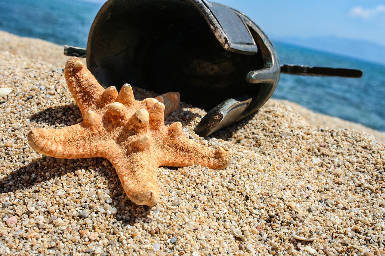 sea star beach greek helmet free photo