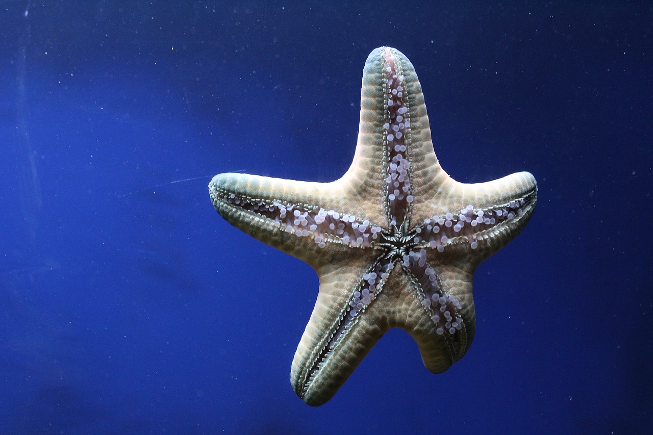 sea star spiny skin aquatic animal free photo