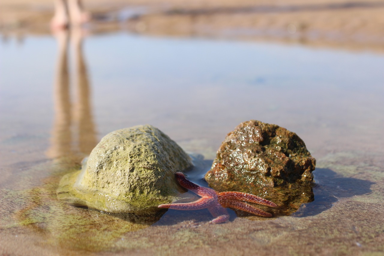 sea star sea sand free photo