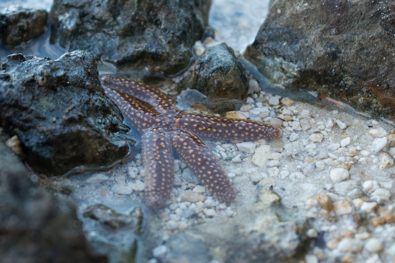 sea star  sea  ocean free photo