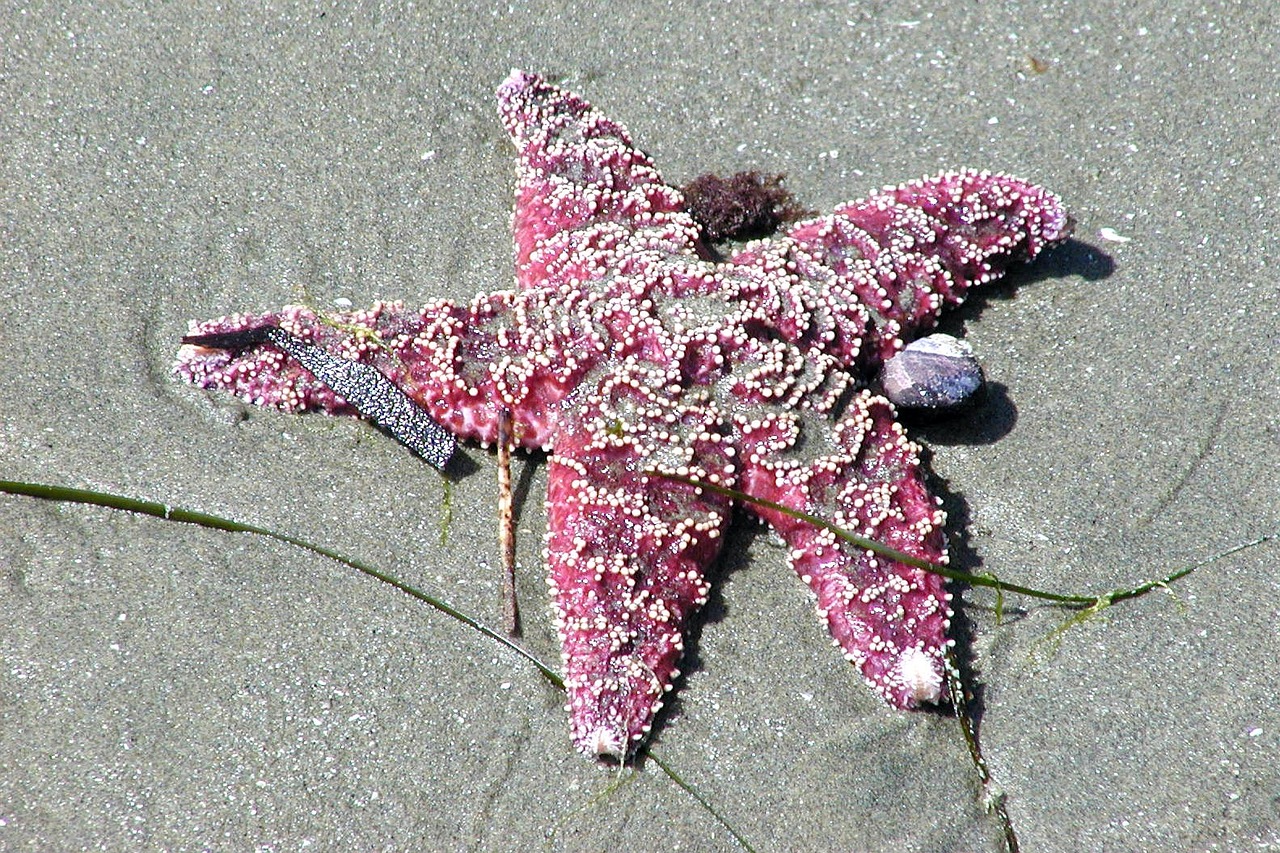 sea star beach animal free photo