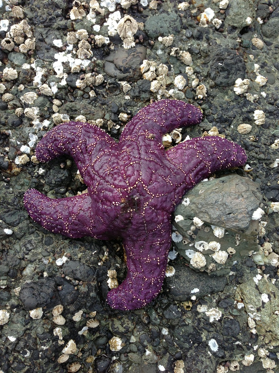 sea star starfish purple free photo