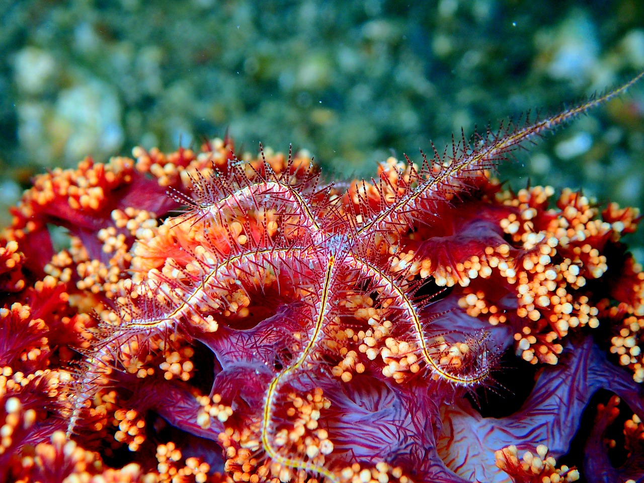 sea star starfish reef coral free photo