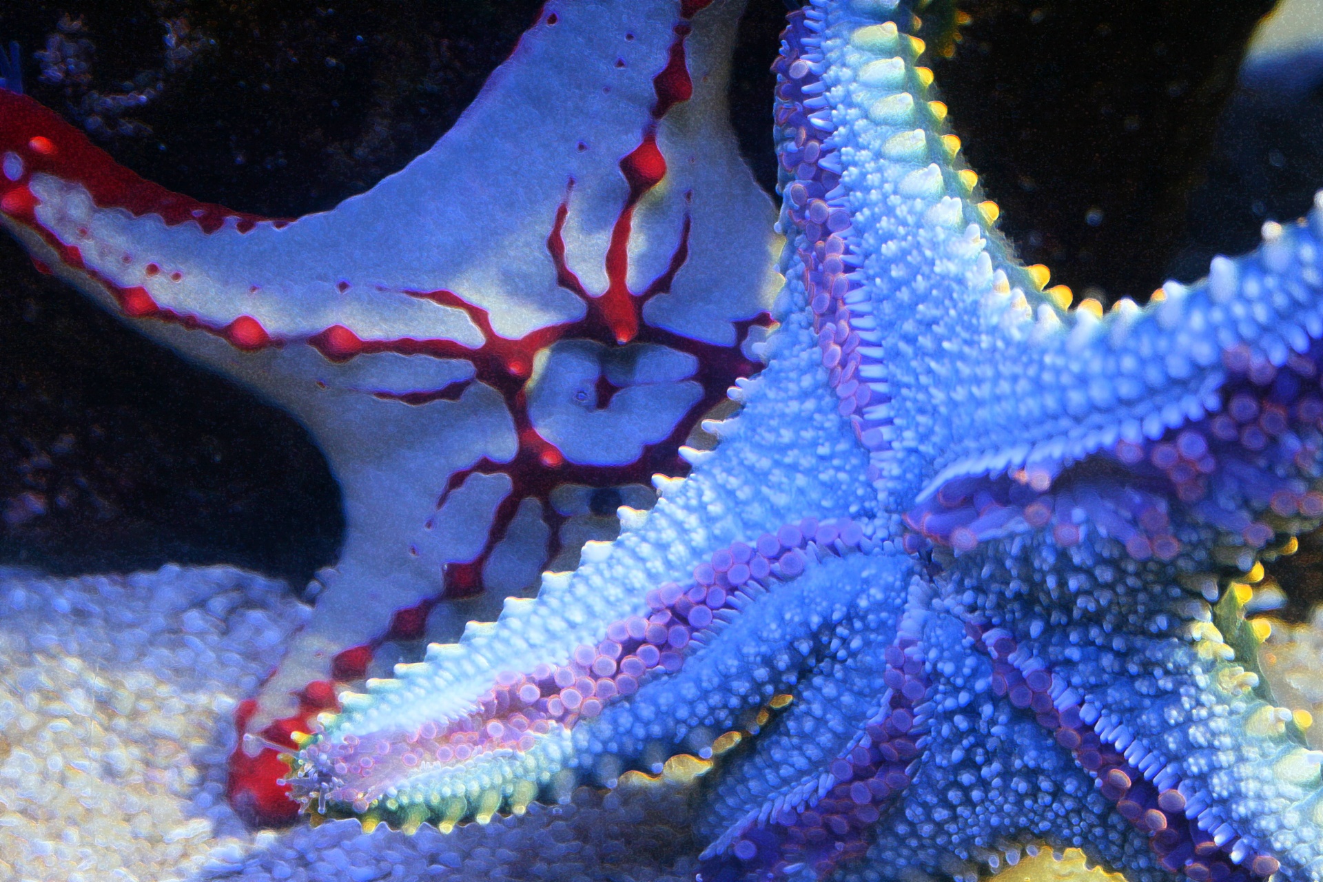 starfishes aquarium tank free photo