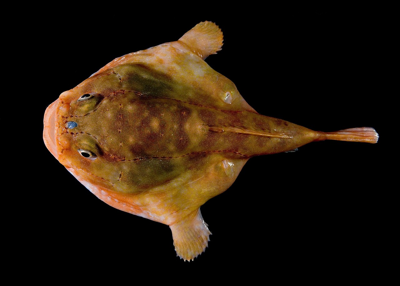 sea toad fish chaunacidae free photo