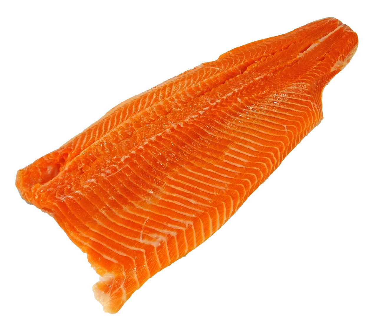 sea trout seafood salmon free photo