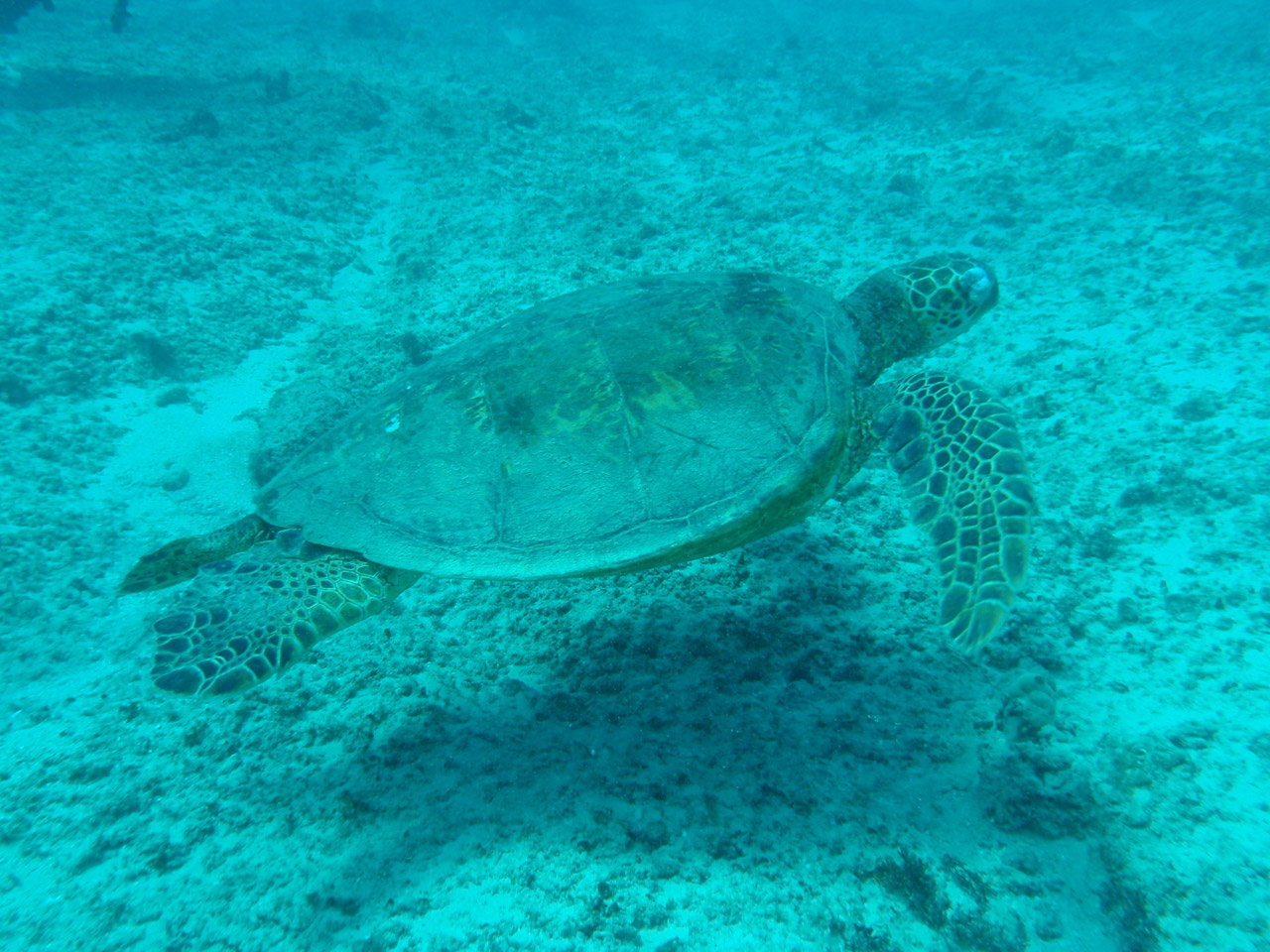 sea turtle hawaii free photo