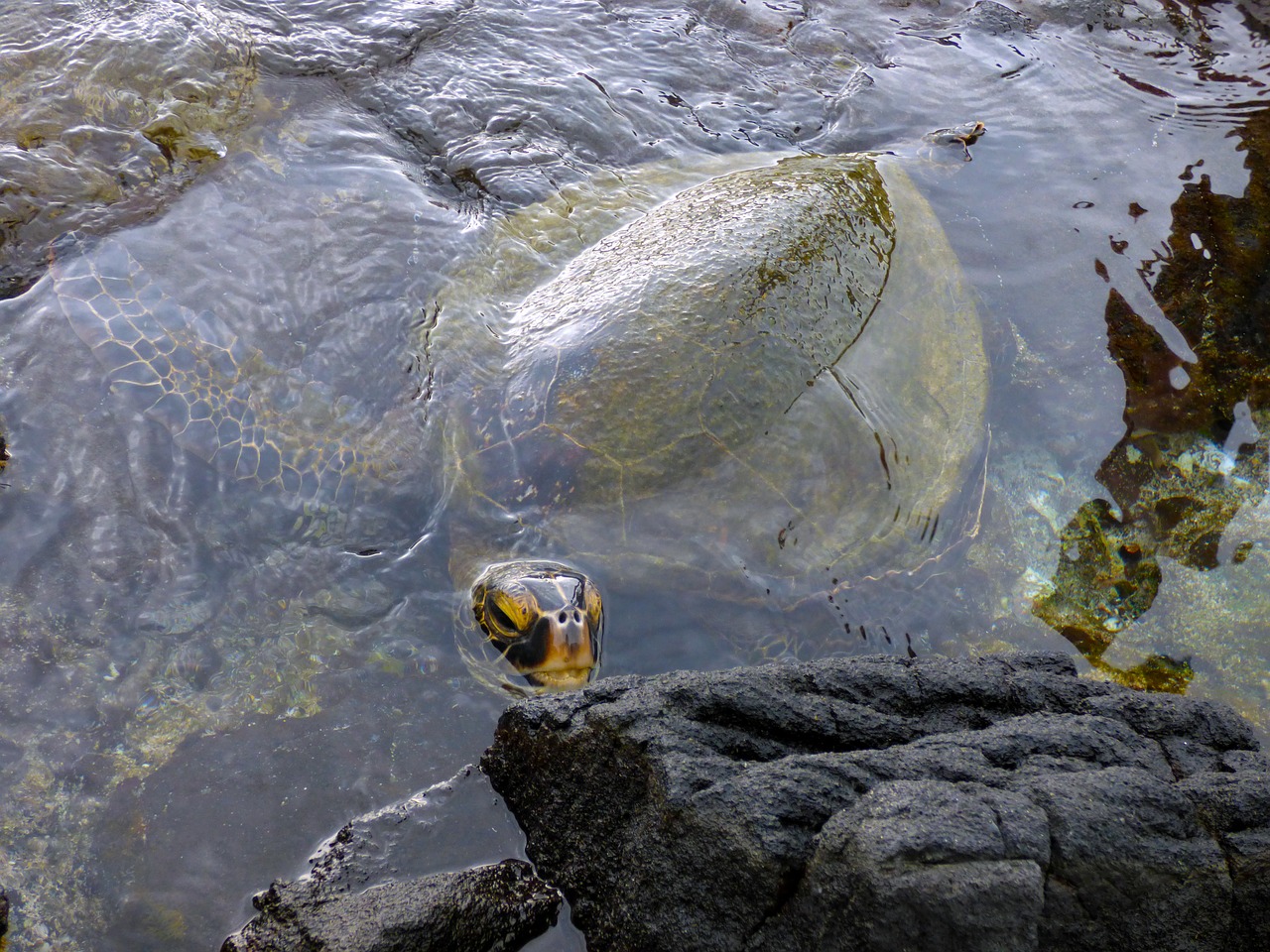 sea turtle hawaii ocean free photo