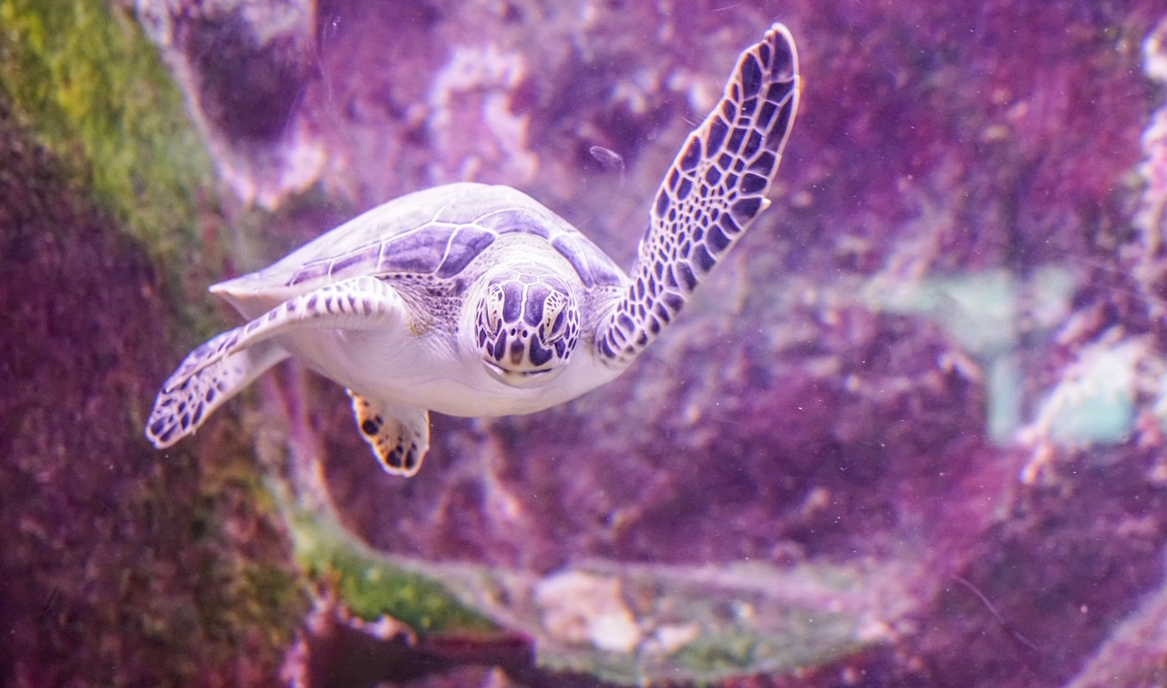 sea turtle swimming underwater free photo