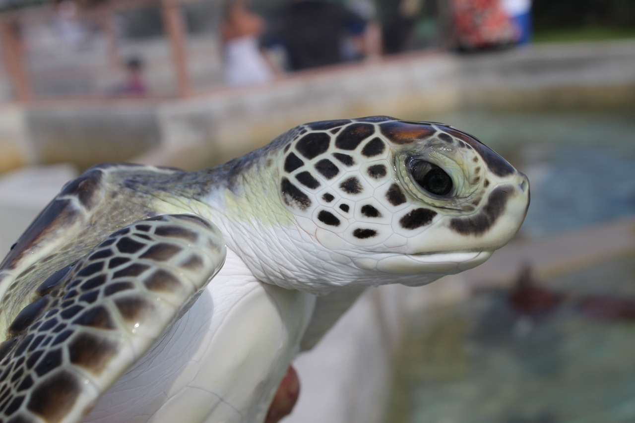 sea turtle green sea turtle cayman turtle free photo