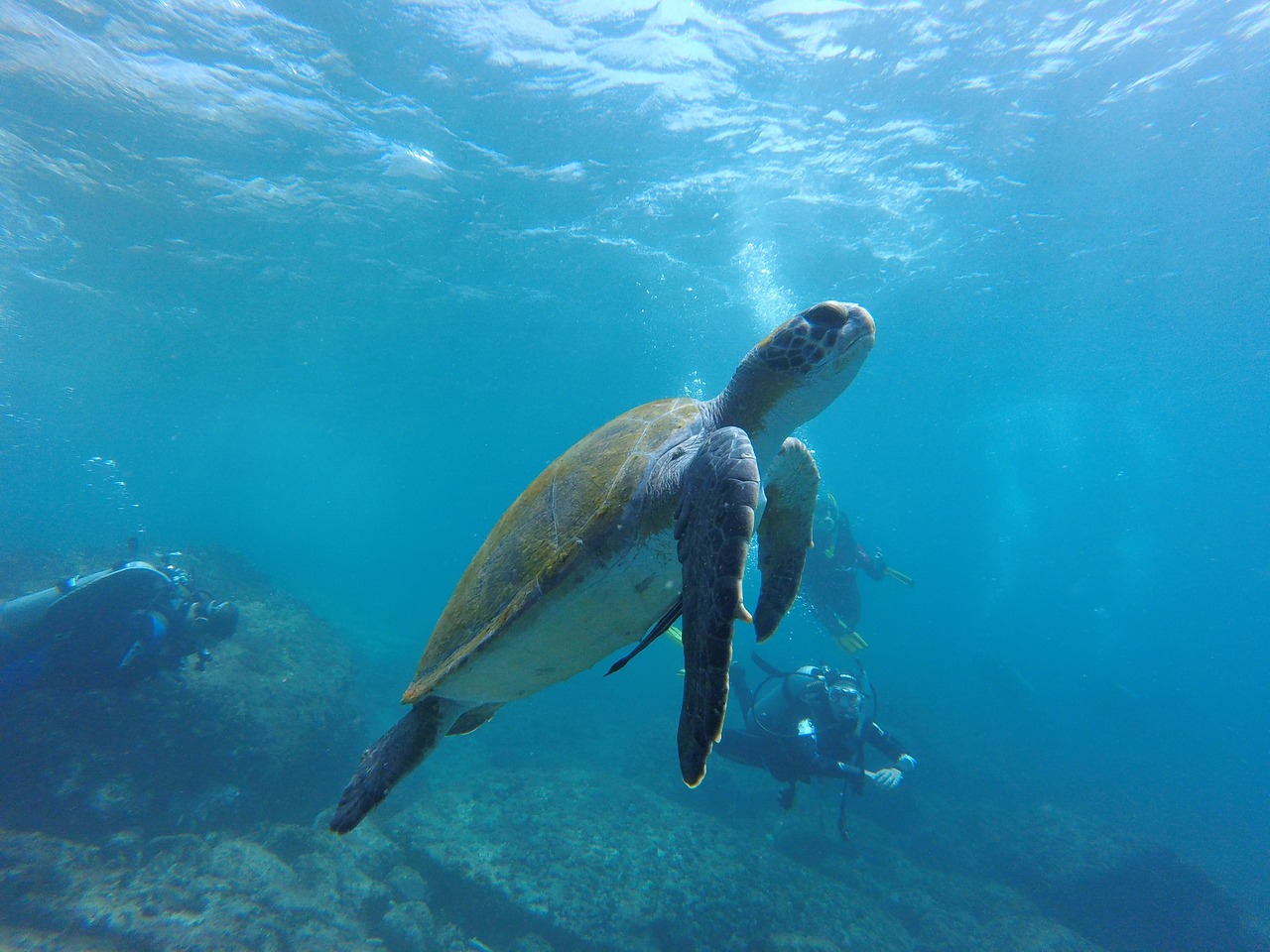 sea ​​turtle diving mar free photo