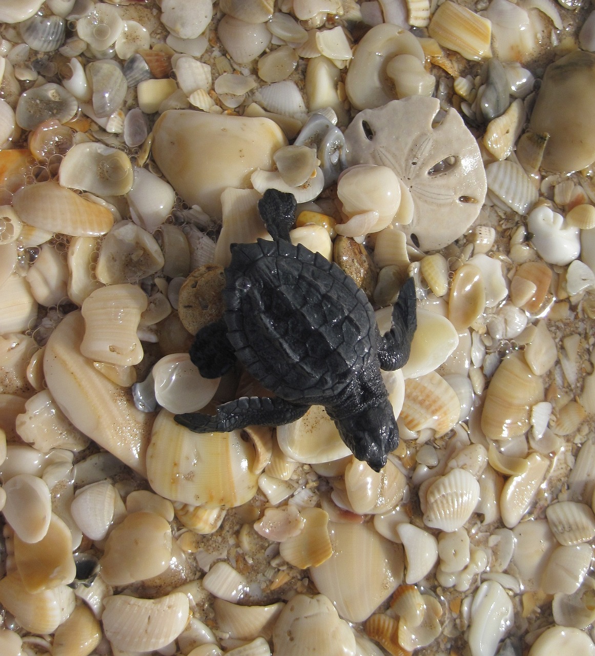 sea turtle kemp's ridley seashells free photo