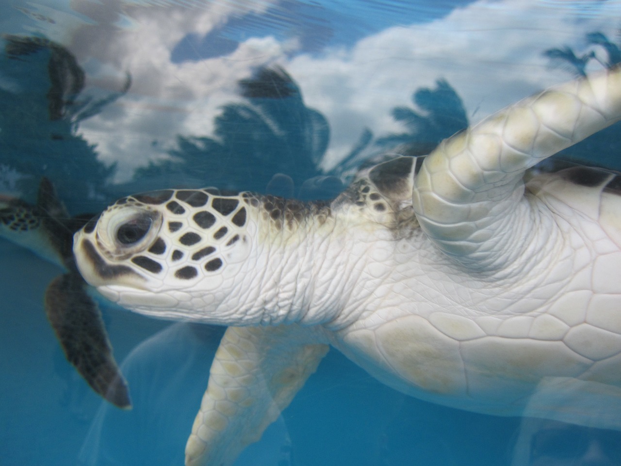 sea turtle hawaii aquarium free photo