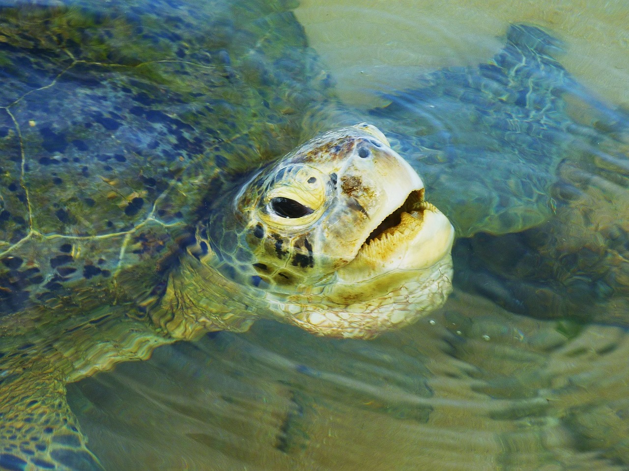 sea turtle wildlife aquatic free photo