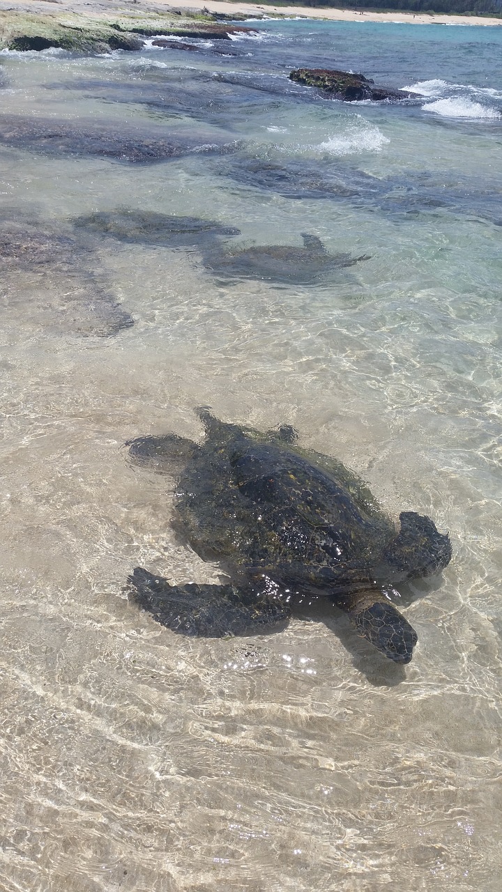 sea turtle turtle hawaii free photo