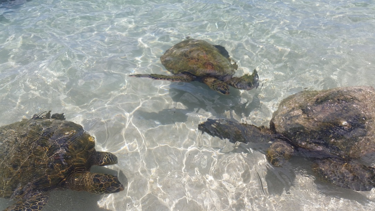 sea turtle hawaii oahu free photo
