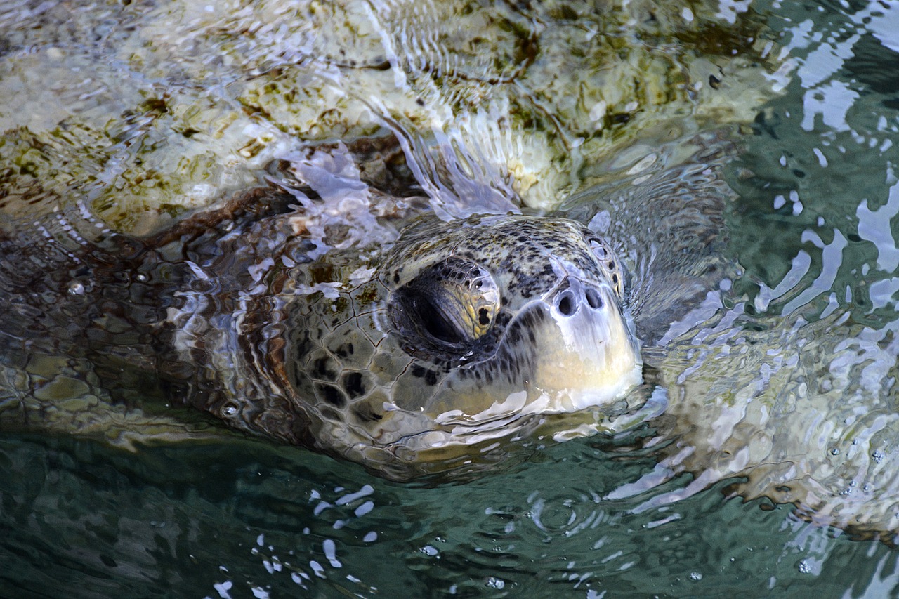 sea turtle green creature free photo