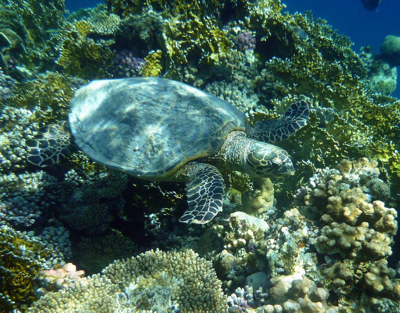 sea turtle diving underwater free photo