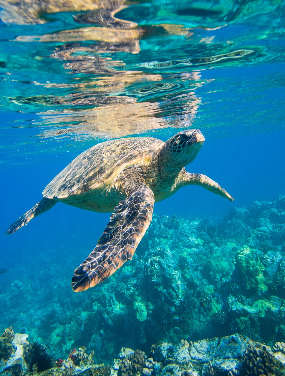 sea turtle is animals free photo