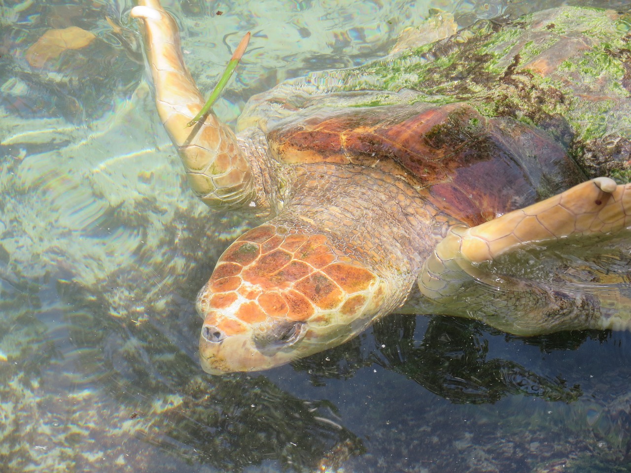 sea turtle fl usa free photo