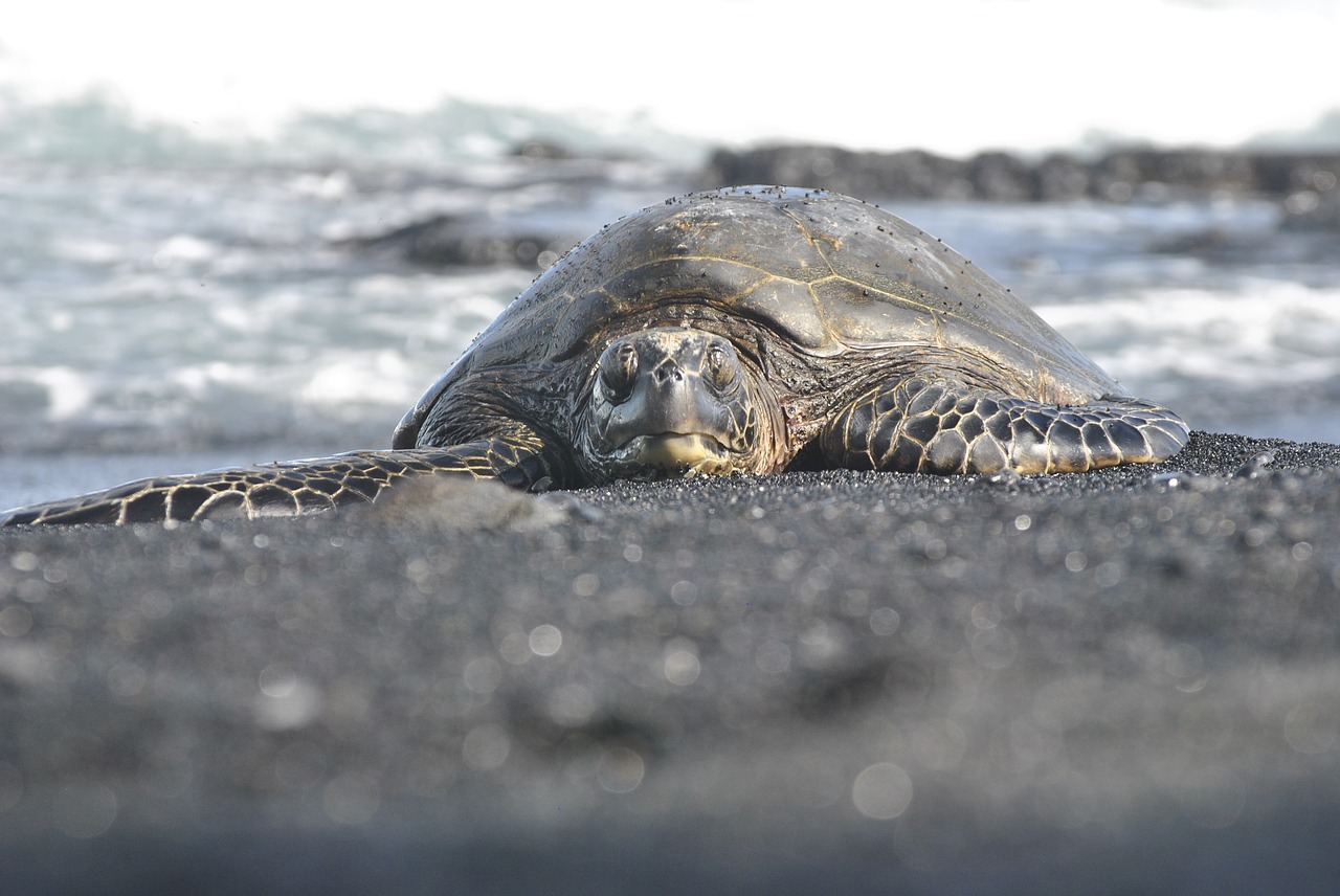 sea turtle hawaii black free photo