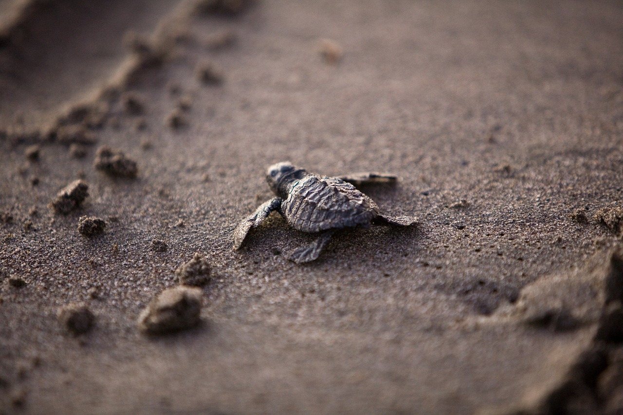 sea turtle baby young free photo