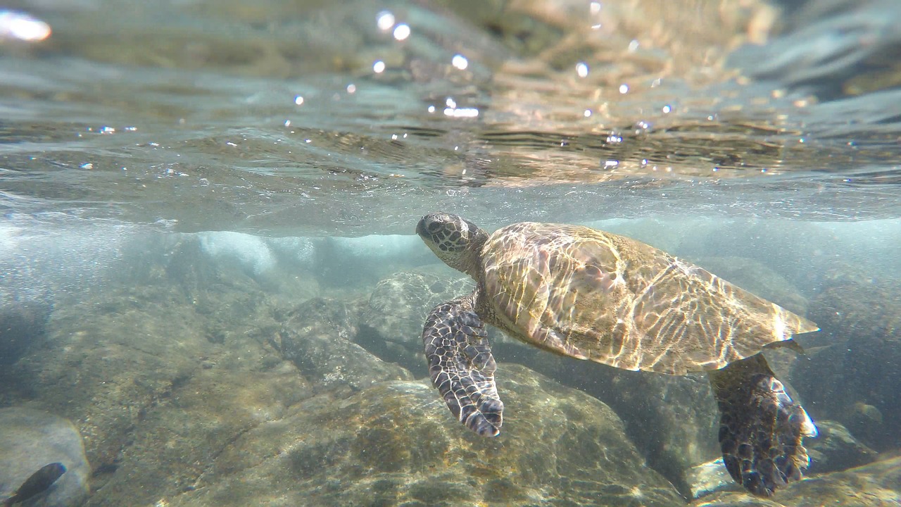 sea turtle  ocean  hawaii free photo