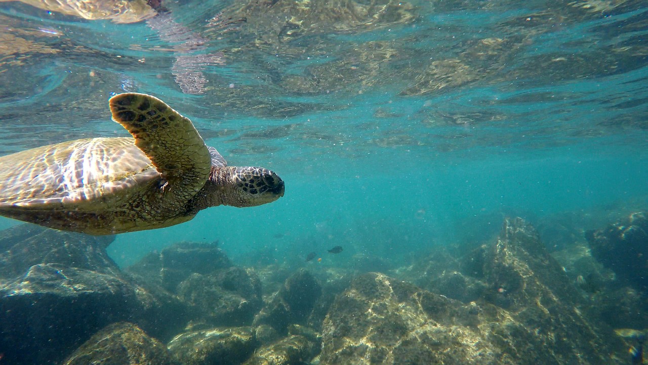 sea turtle  ocean  hawaii free photo