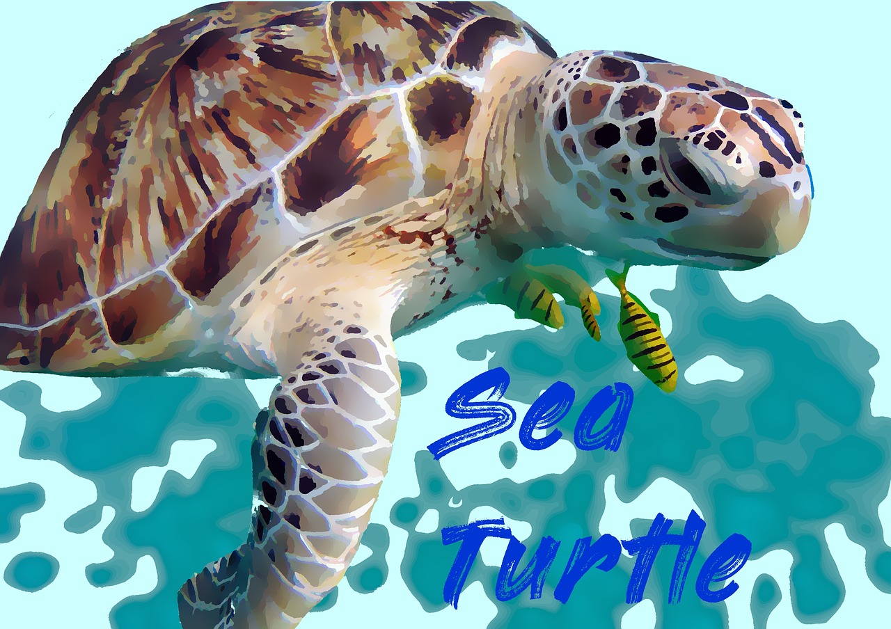 sea turtle  turtle  water free photo