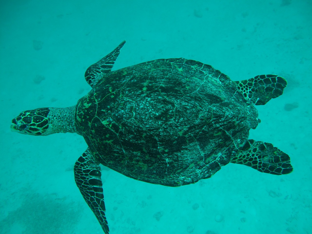 sea ​​turtle maldives sea free photo