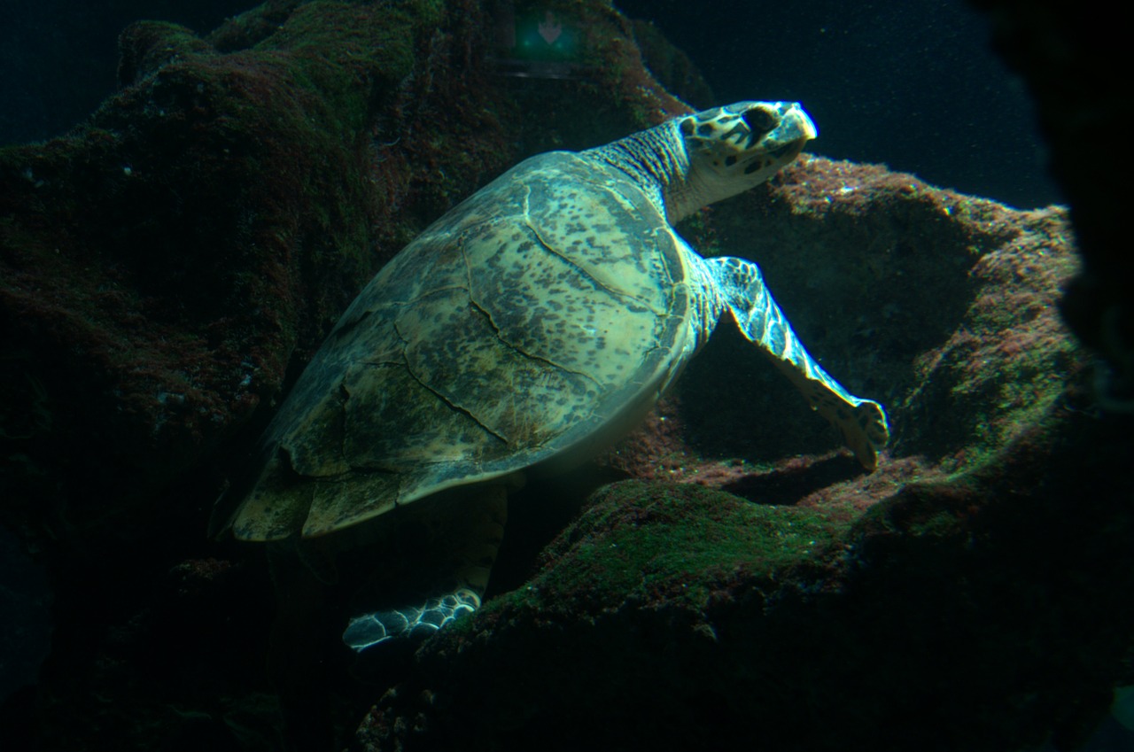 sea turtle turtle aquarium free photo