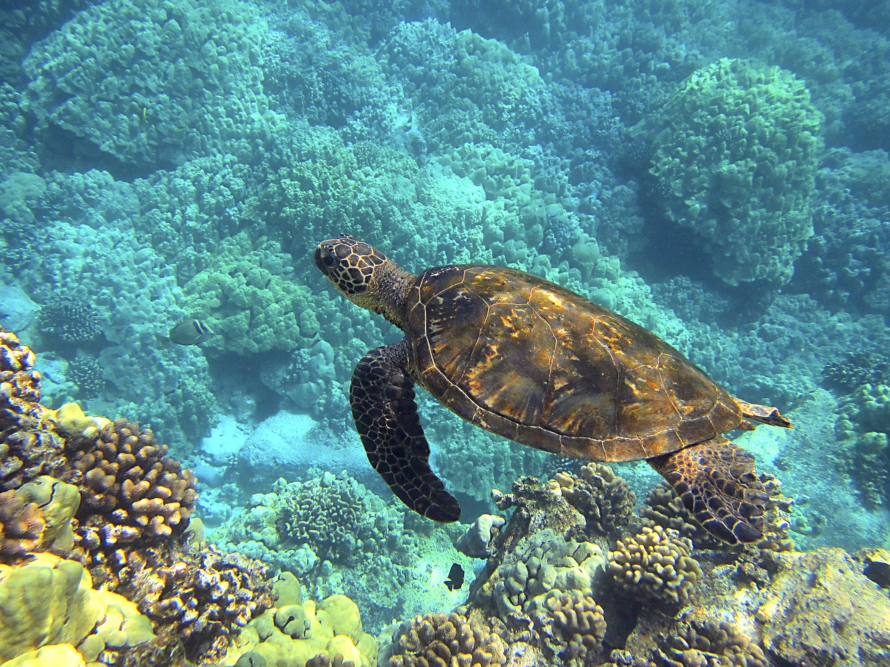 sea turtle hawaiian sea turtle green sea turtle free photo