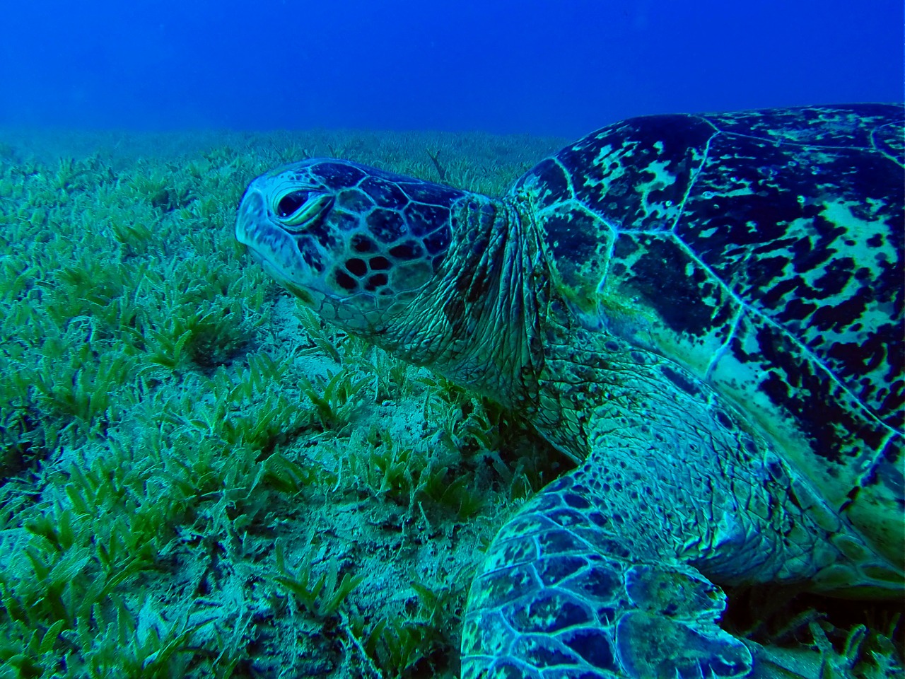 sea turtle turtle underwater free photo