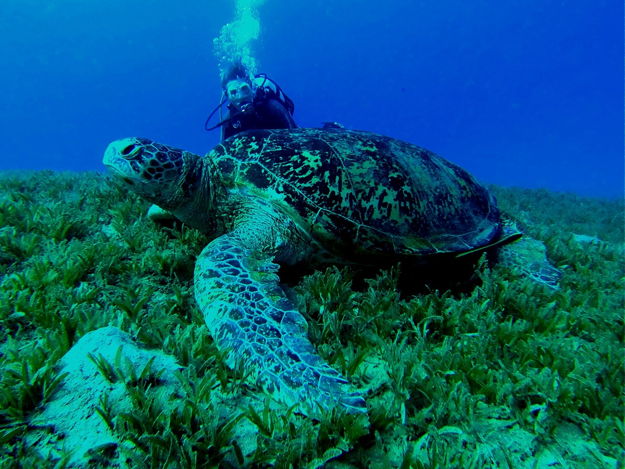 sea turtle turtle underwater free photo