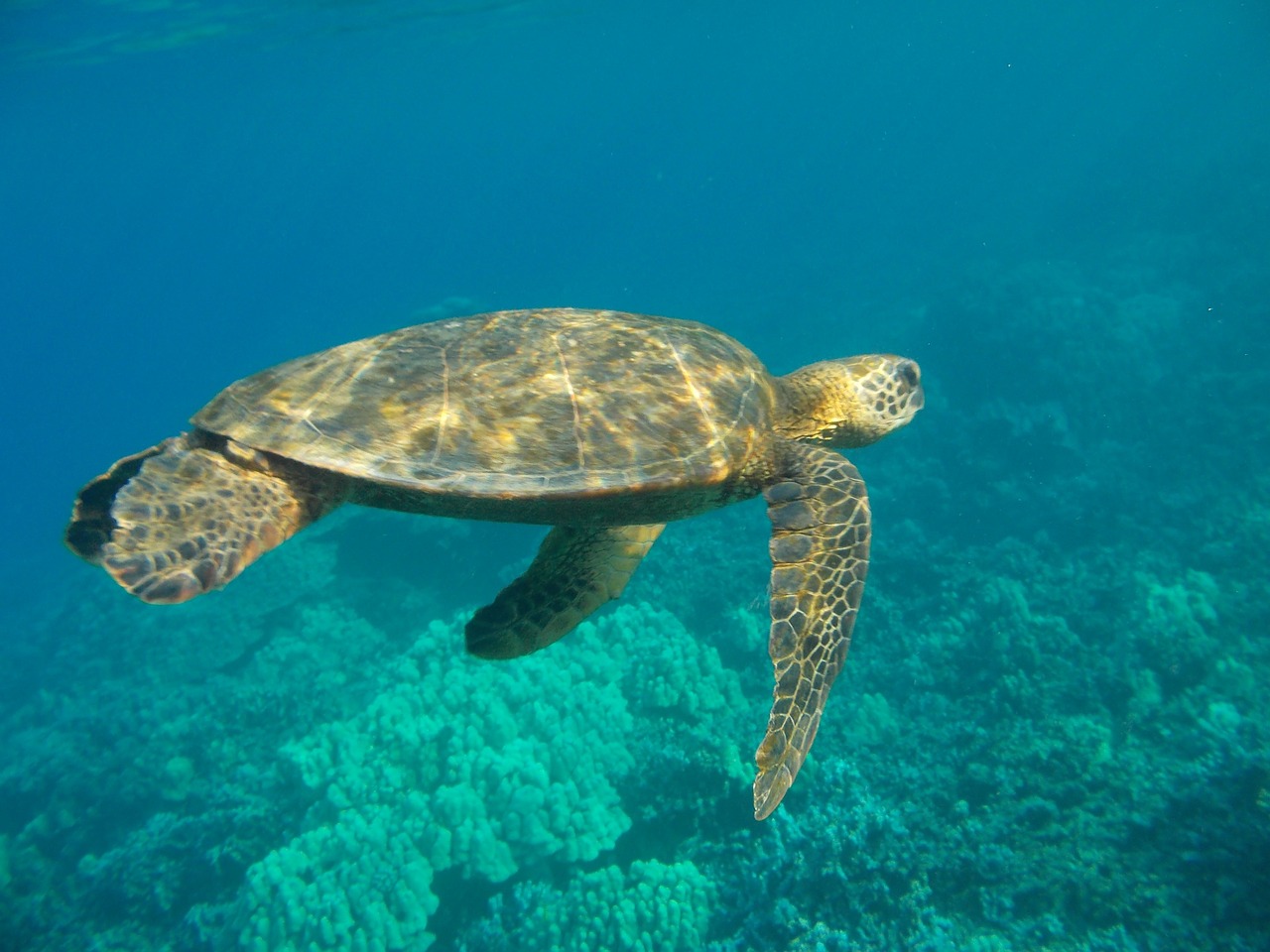 sea turtle underwater hawaii free photo