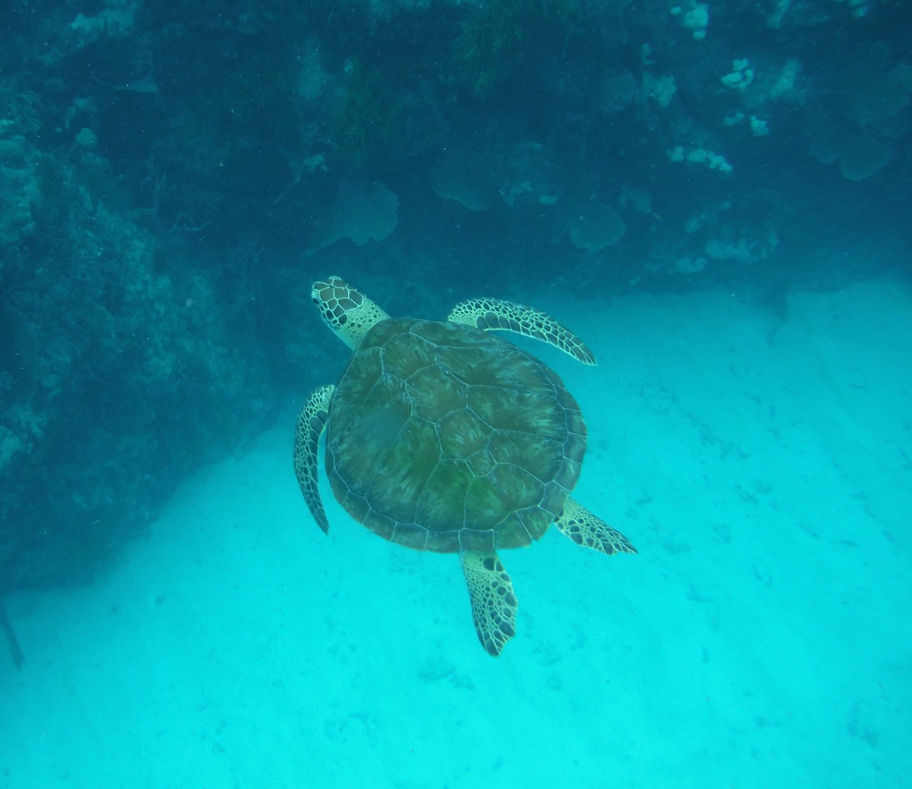sea turtle ocean turtle free photo