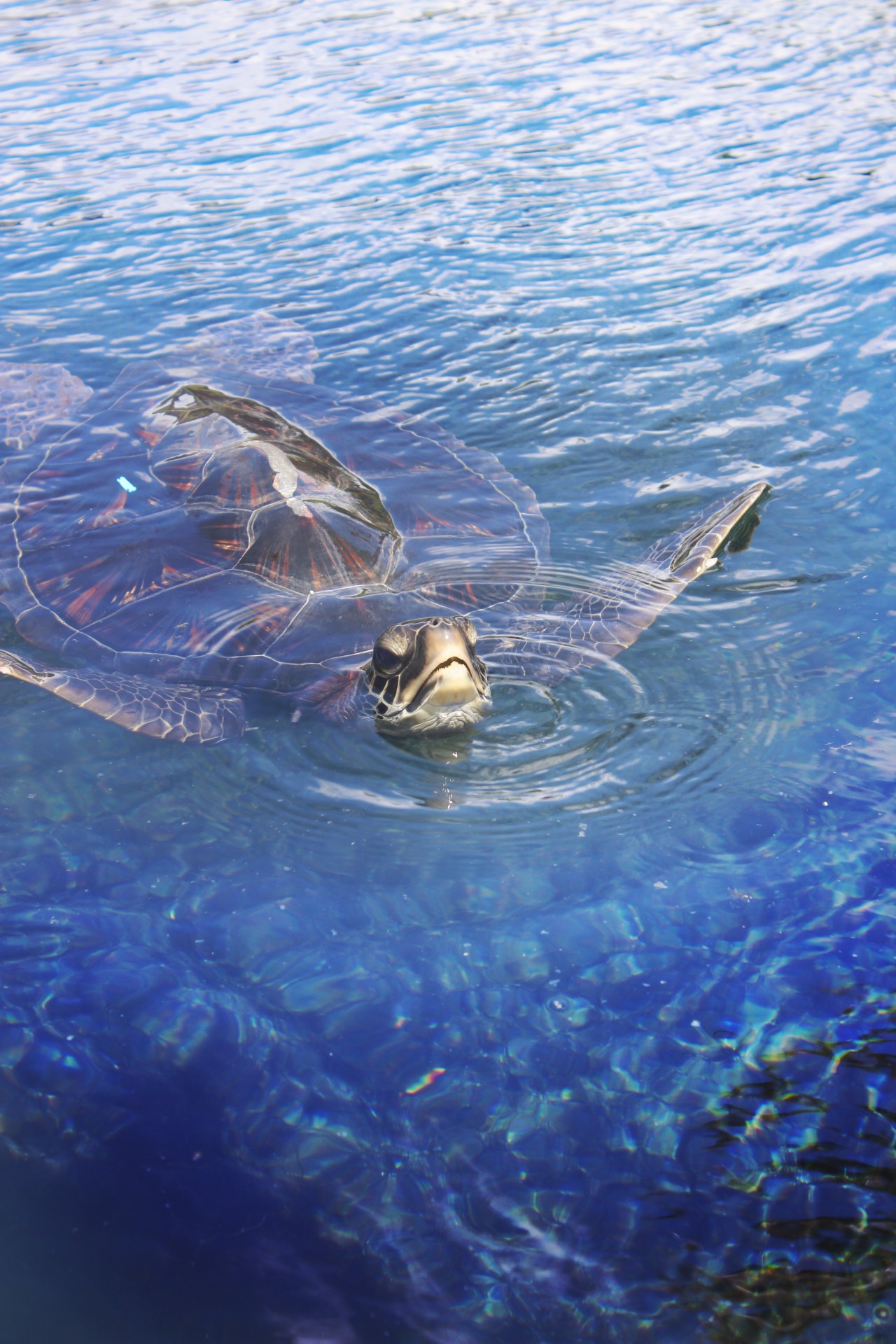 sea turtle water maui free photo