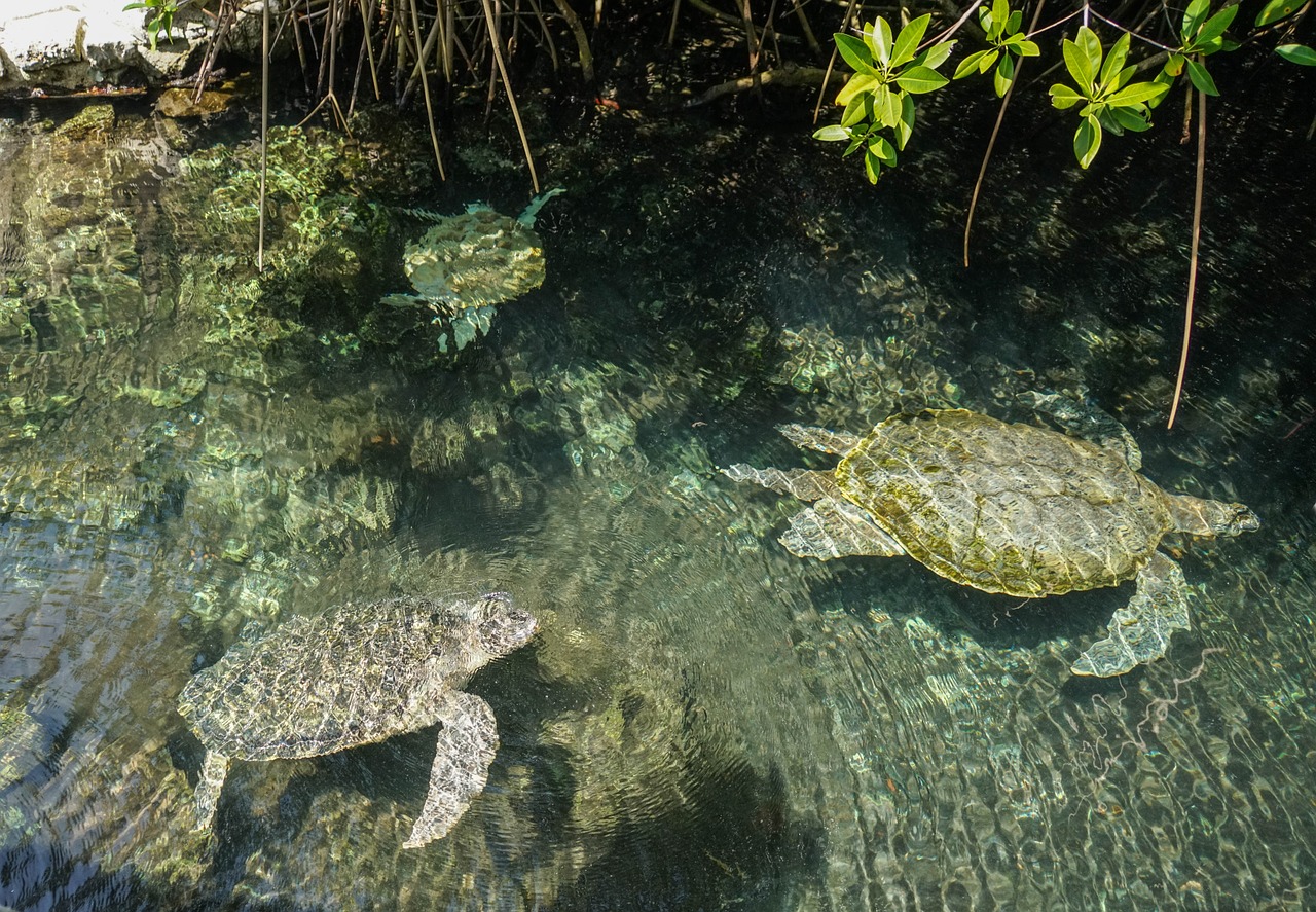 sea turtles marine life water free photo