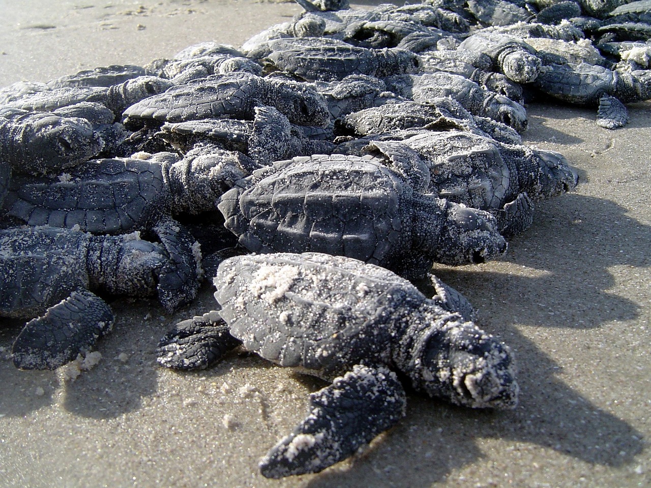 sea turtles hatchlings sand free photo
