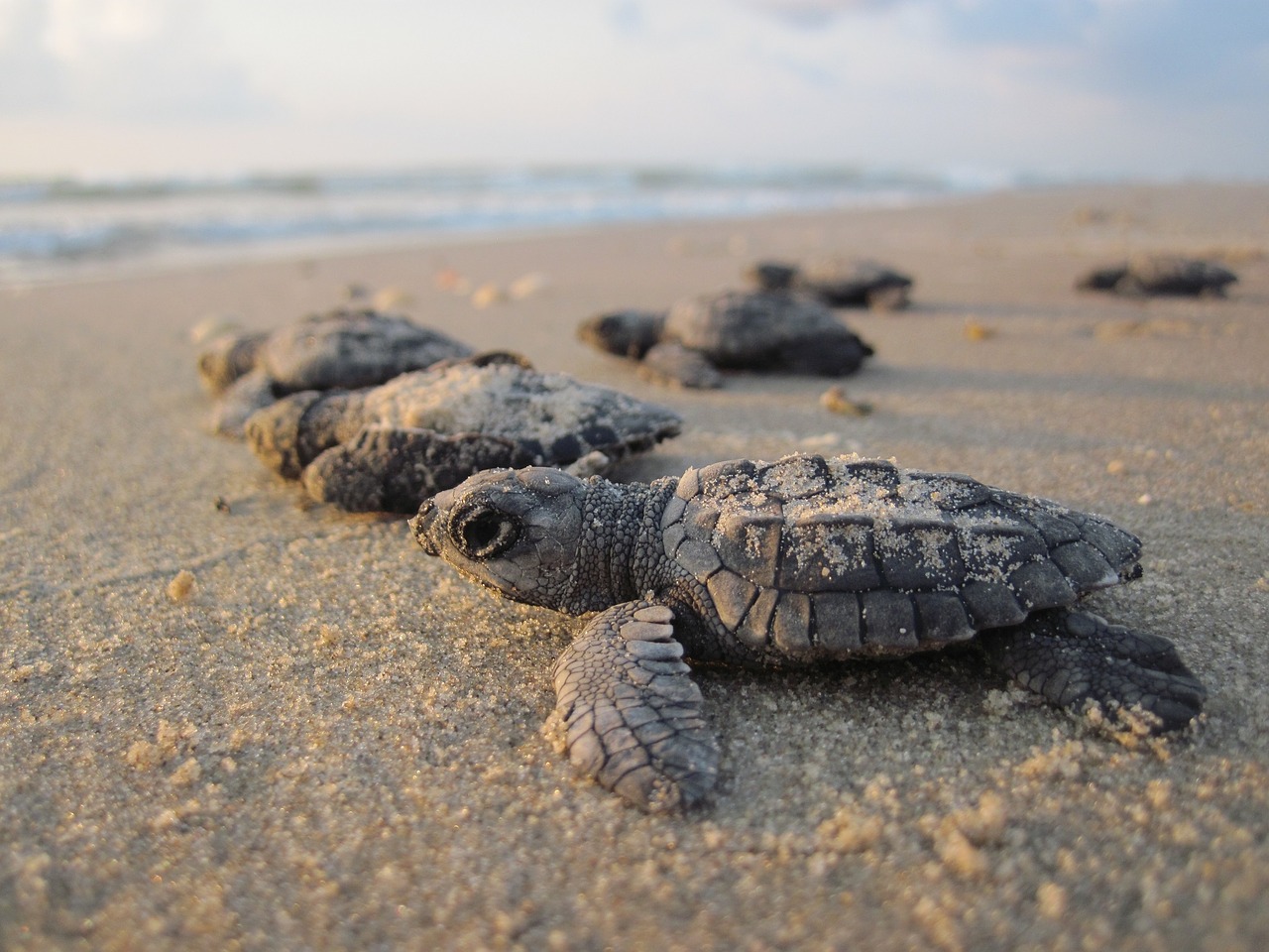 sea turtles hatchlings baby free photo