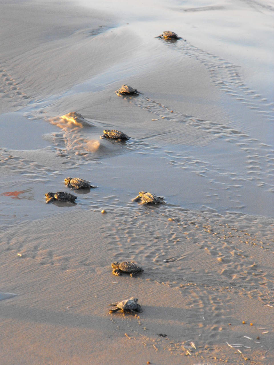sea turtles turtles water free photo