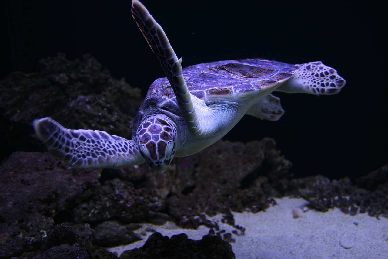 sea turtles turtle animal free photo