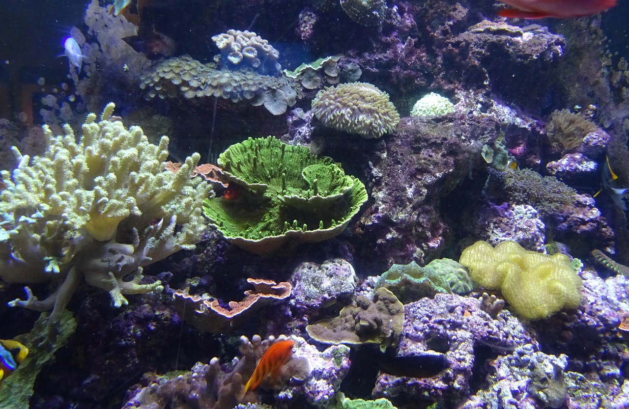 sea urchin marine organism free photo