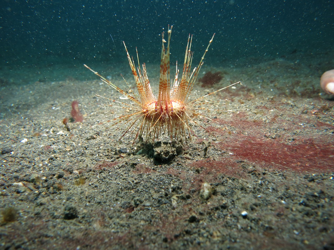 sea urchin lembeh underwater free photo
