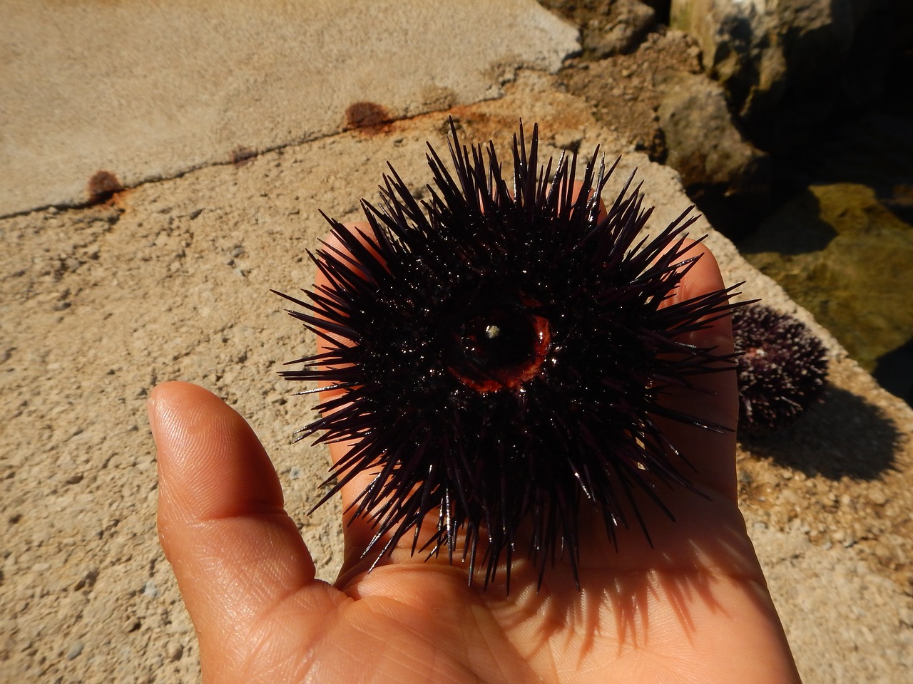 sea urchin hand sea free photo