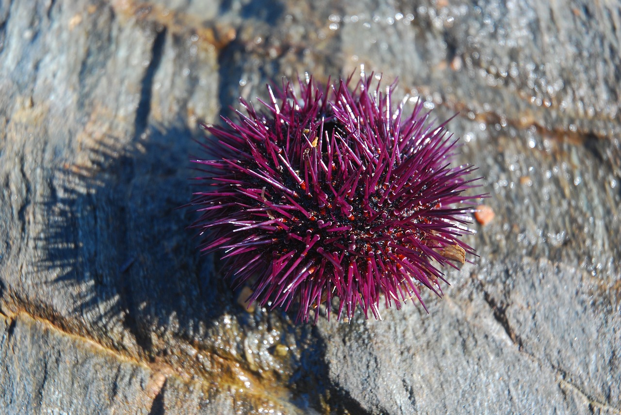 sea ​​urchin wood purple free photo